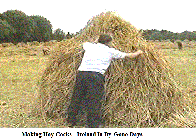 making-hay-cocks-ireland.gif
